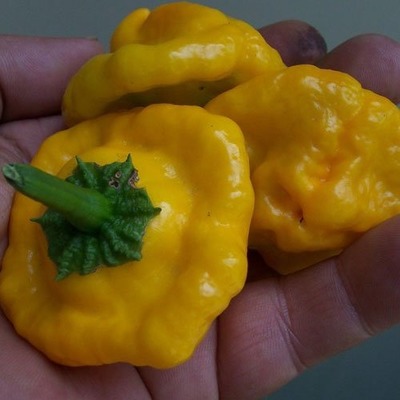 Package of 100 Seeds, Jamaican Yellow Hot Pepper (Capsicum annuum) Non-GMO Seeds by Seed Needs, Amazon, 